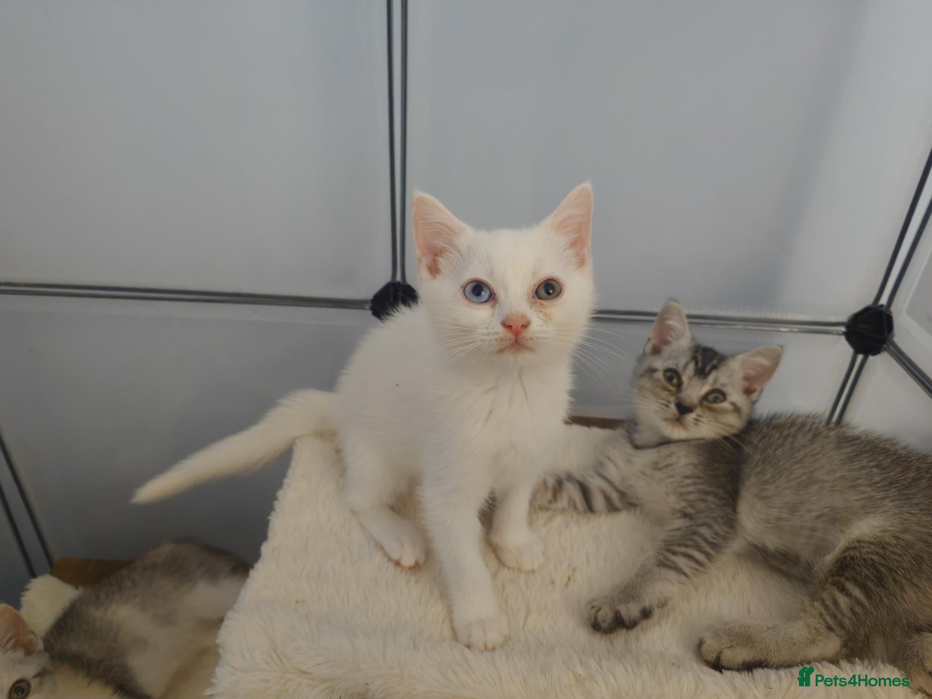 Mixed Breed cats British shorthair mix sisters  - Advert 2