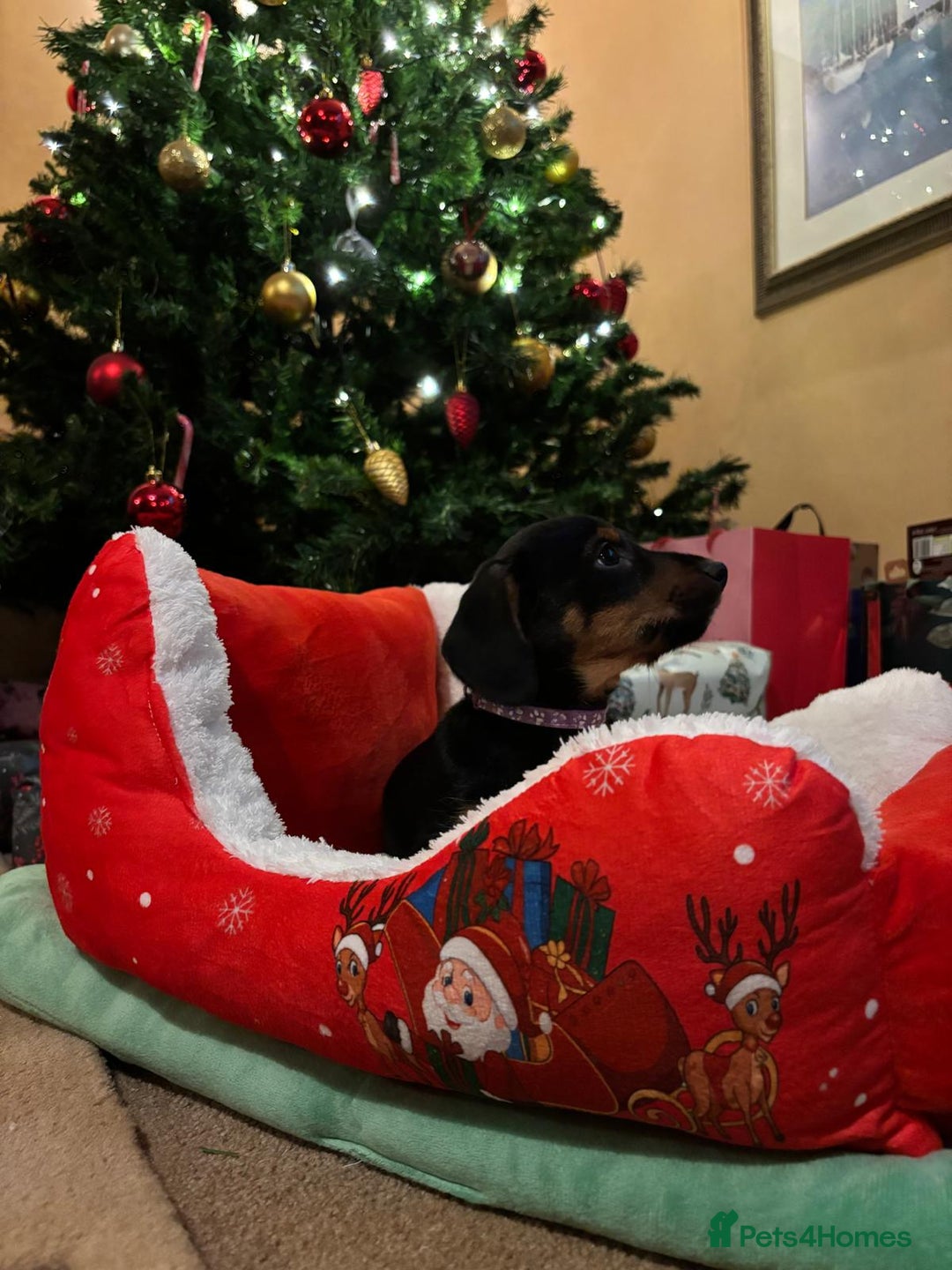 Mixed Breed dogs for sale: Dachshund x Jack russell puppies  - Advert 3