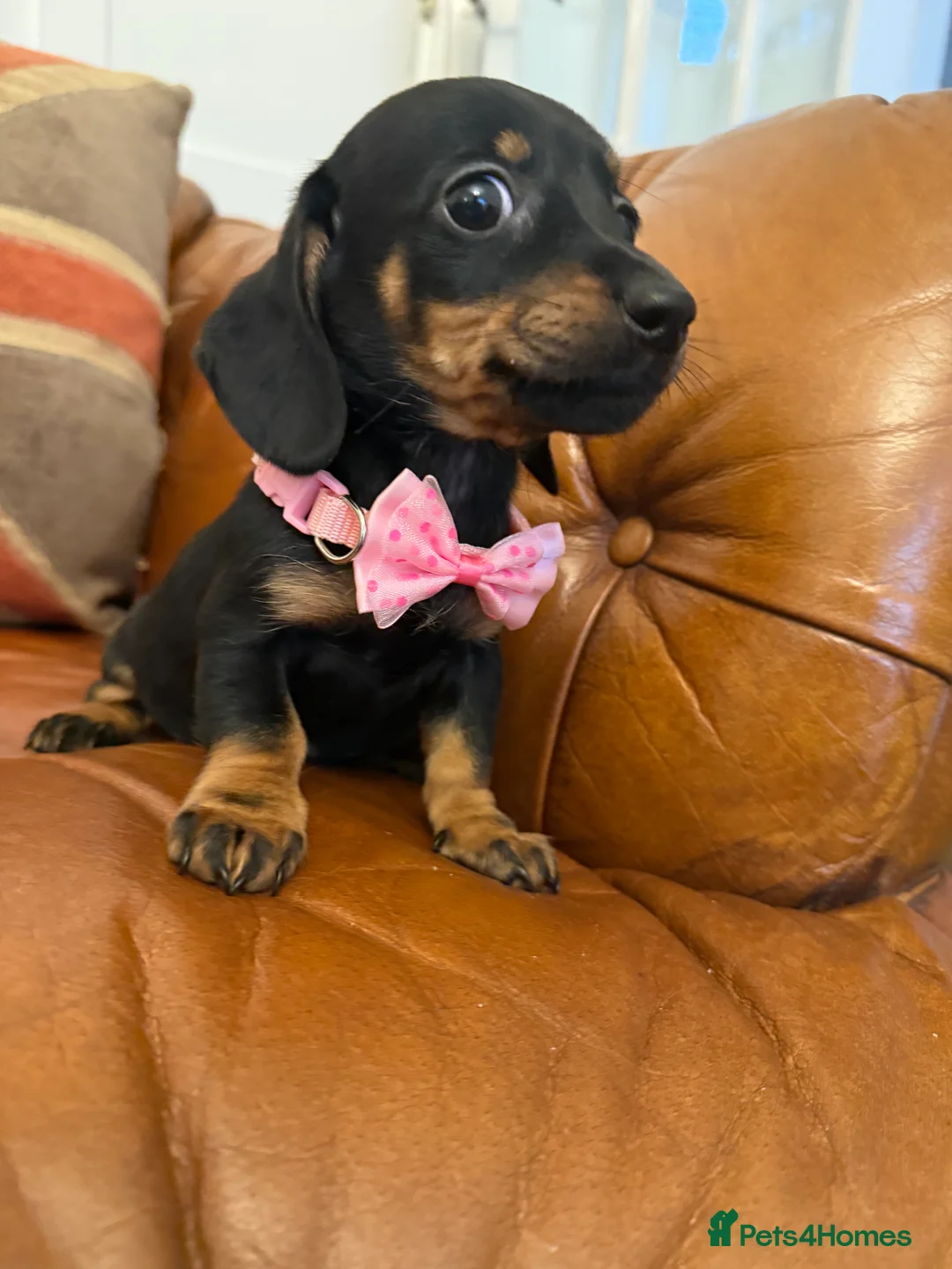 Miniature Dachshund dogs for sale: Stunning Pups 5 ⭐ Star Licensed 5 ⭐ Reviews!  - Advert 30