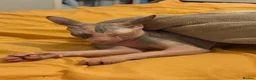 Sphynx cats for sale: Sphinx  - Advert 3