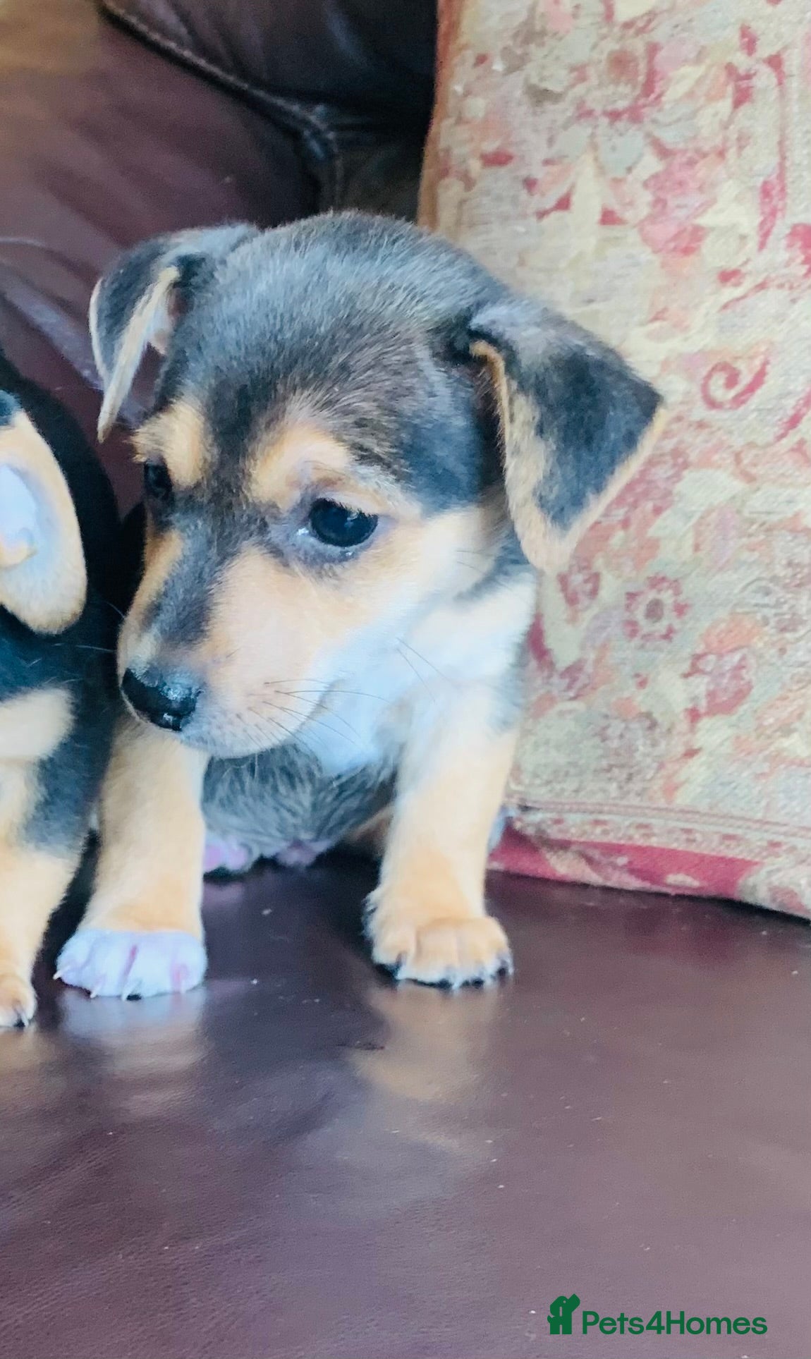 Jack Russell dogs for sale: Fabulous Jack Russell puppies  - Advert 9