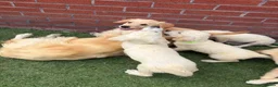 Golden Retriever dogs for sale: Kc reg golden retriever puppies  - Advert 16