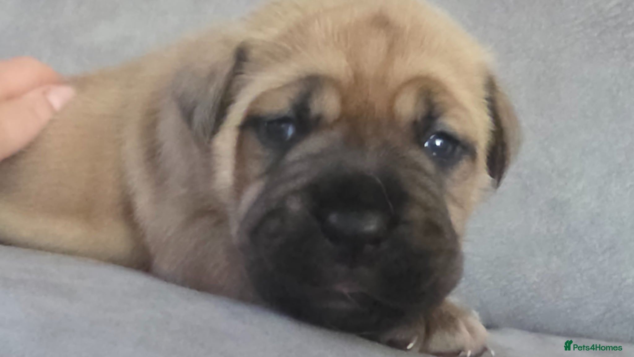 Mixed Breed dogs Mastiff Bordeaux Puppies - Advert 3