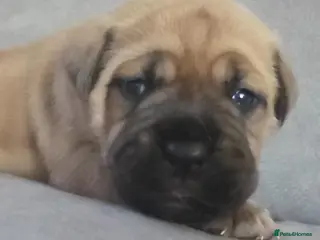 Mixed Breed dogs Mastiff Bordeaux Puppies - Advert 3