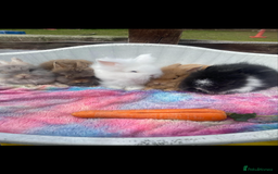 Lionhead rabbits for sale: Lionhead - Image 2