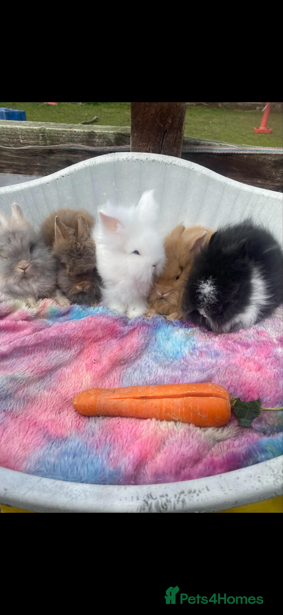 Lionhead rabbits for sale: Lionhead - Image 2