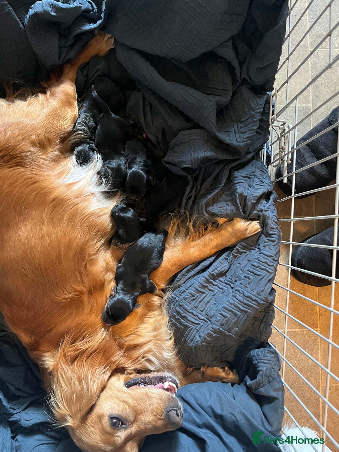 Mixed Breed dogs for sale: Cockerjacks - Advert 6