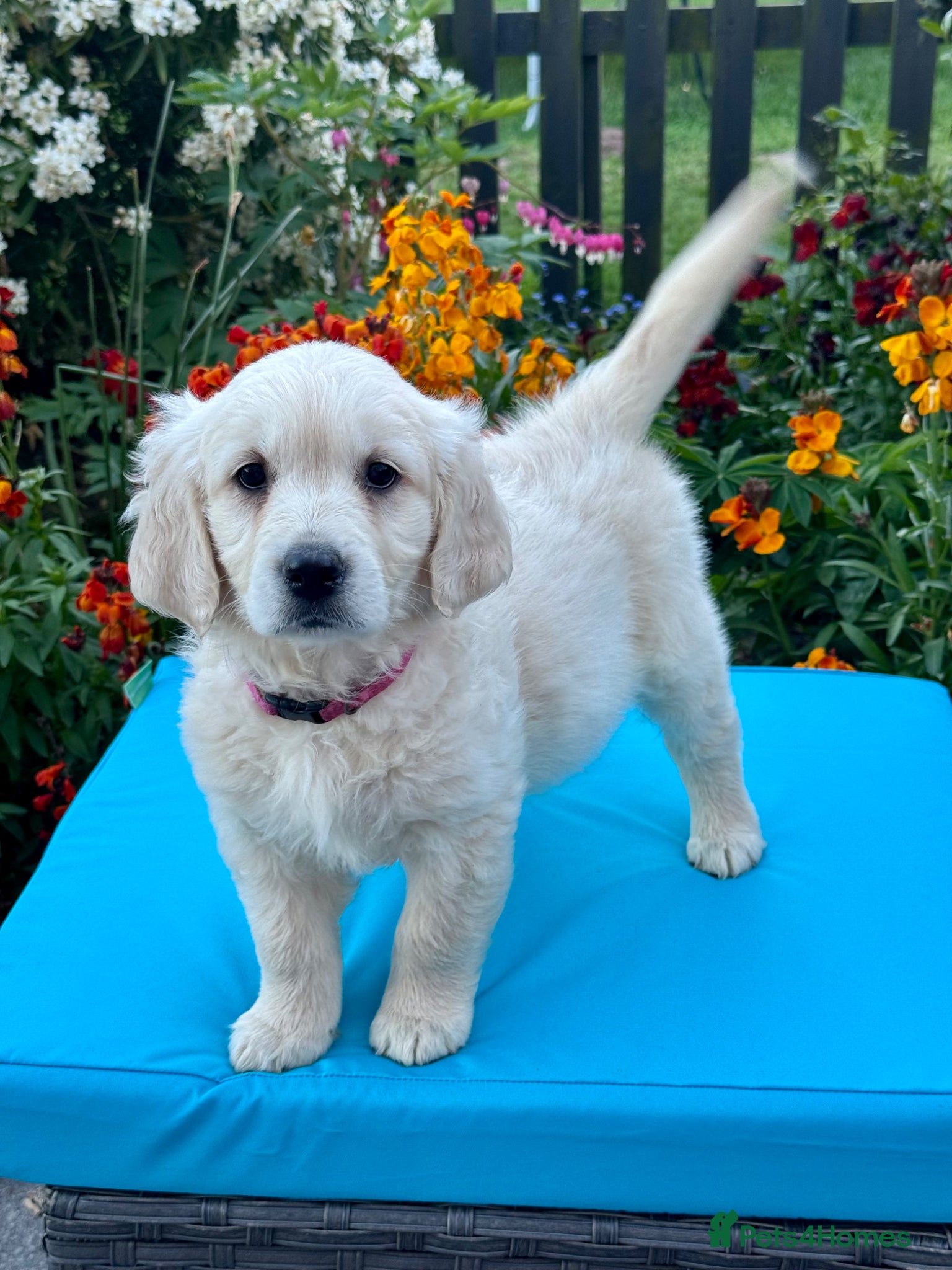 Goldendoodle dogs 1 girl left teddy bear like mini Goldendoodles  - Advert 1