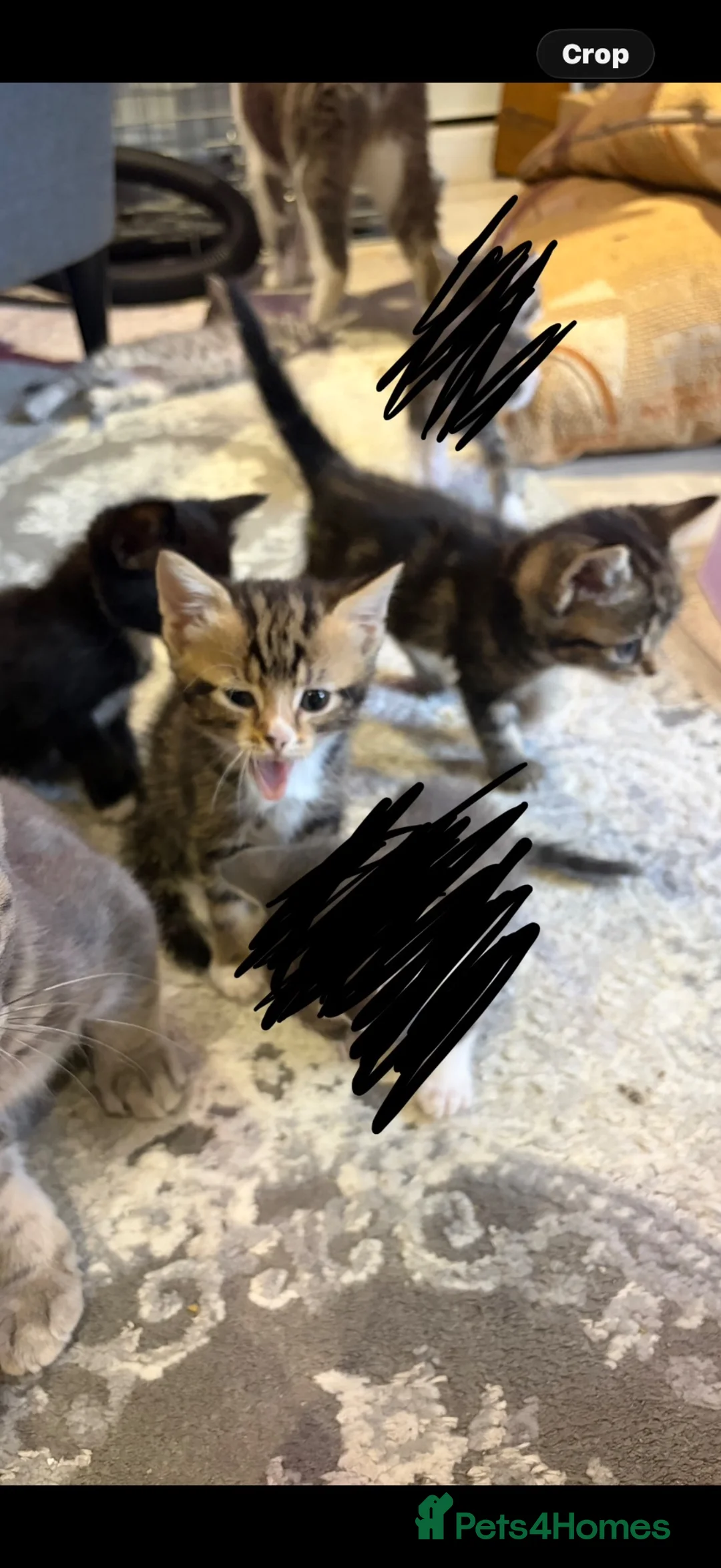 Mixed Breed cats for sale: Tabby babies  - Advert 2