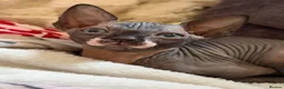 Sphynx cats for sale: 💙🩷 gorgeous sphynx baby’s 🩷💙 1 girl back up  - Advert 31