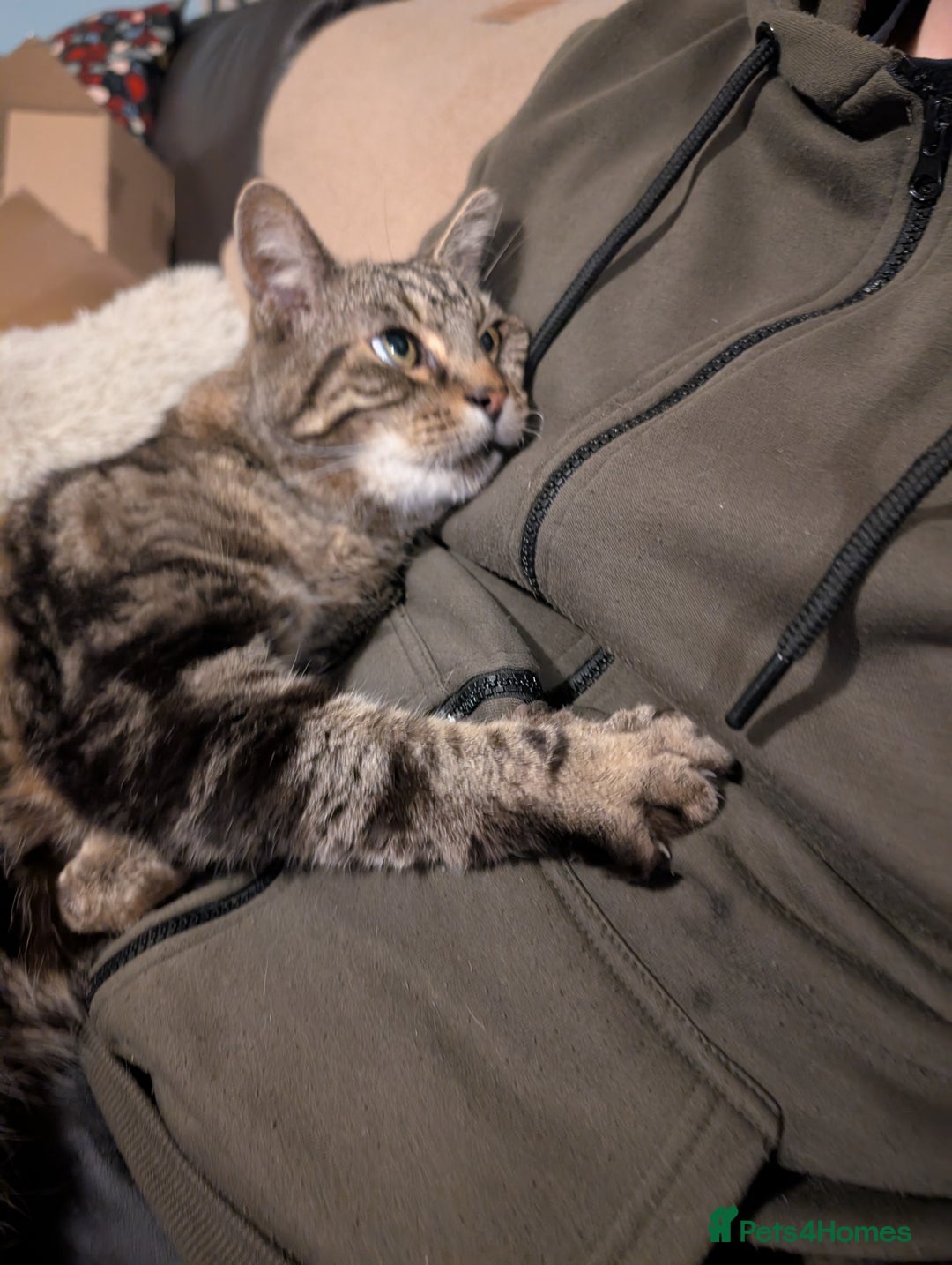 British Shorthair cats for sale: Male British shorthaired tabby  - Image 1