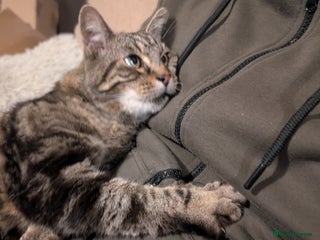 British Shorthair cats - Advert 19