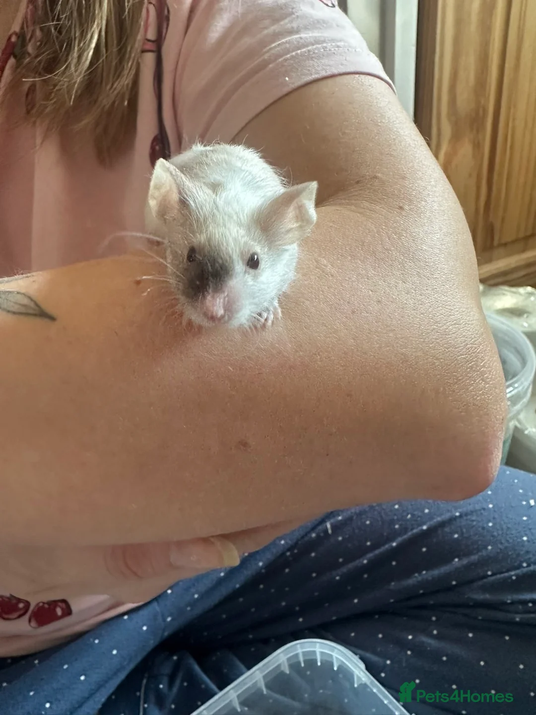 Mouse rodents for sale: Fancy mice looking for their forever homes in Chard - Advert 8