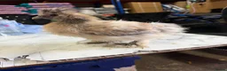 Chickens poultry for sale: 🐥🐣🥚USA Bearded silkies🐥Vorwerk🐥Brahmas🥚🐣🐥 - Advert 4