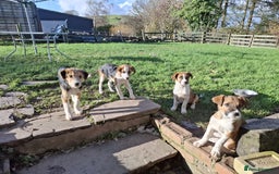 Mixed Breed dogs for sale: Sheepdog puppies - Image 1