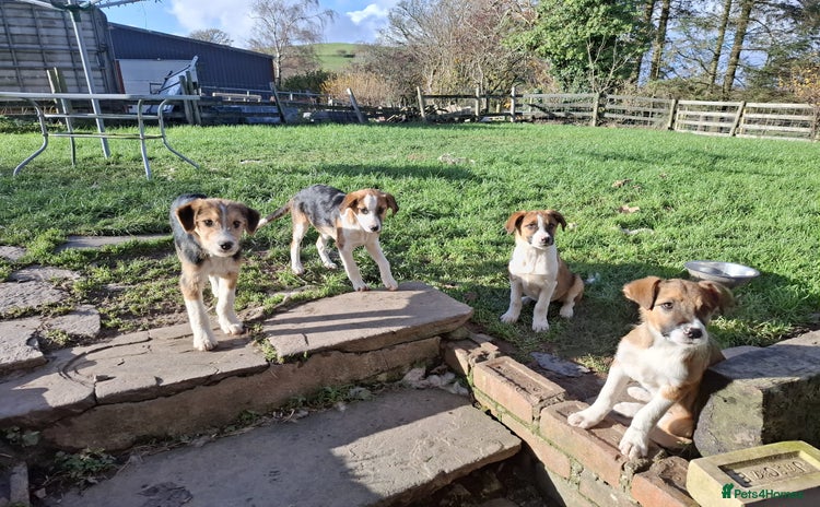 Mixed Breed dogs - Advert 1