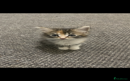 European cats for sale: 8 adorable kittens  - Image 4