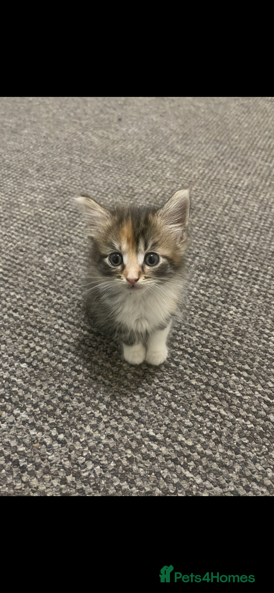 European cats for sale: 8 adorable kittens  - Image 4