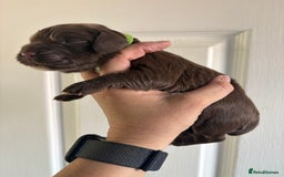 Cocker Spaniel dogs for sale: Stunning WCS pups - Image 8