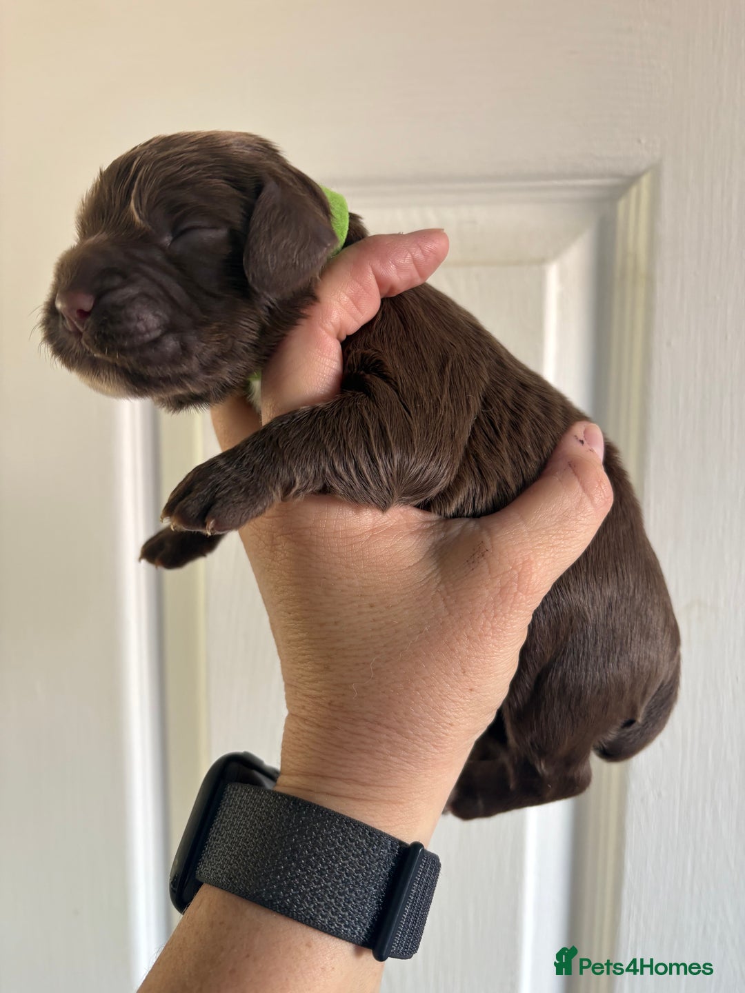 Cocker Spaniel dogs for sale: Stunning WCS pups - Image 8