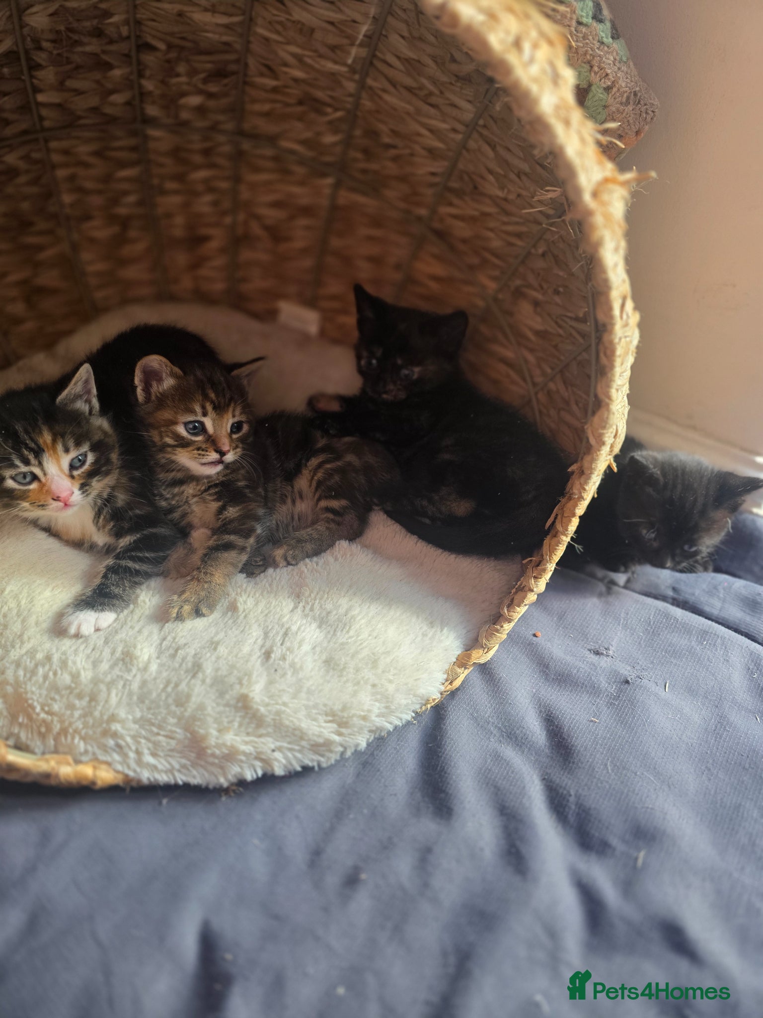 Mixed Breed cats Kittens for sale - Advert 9