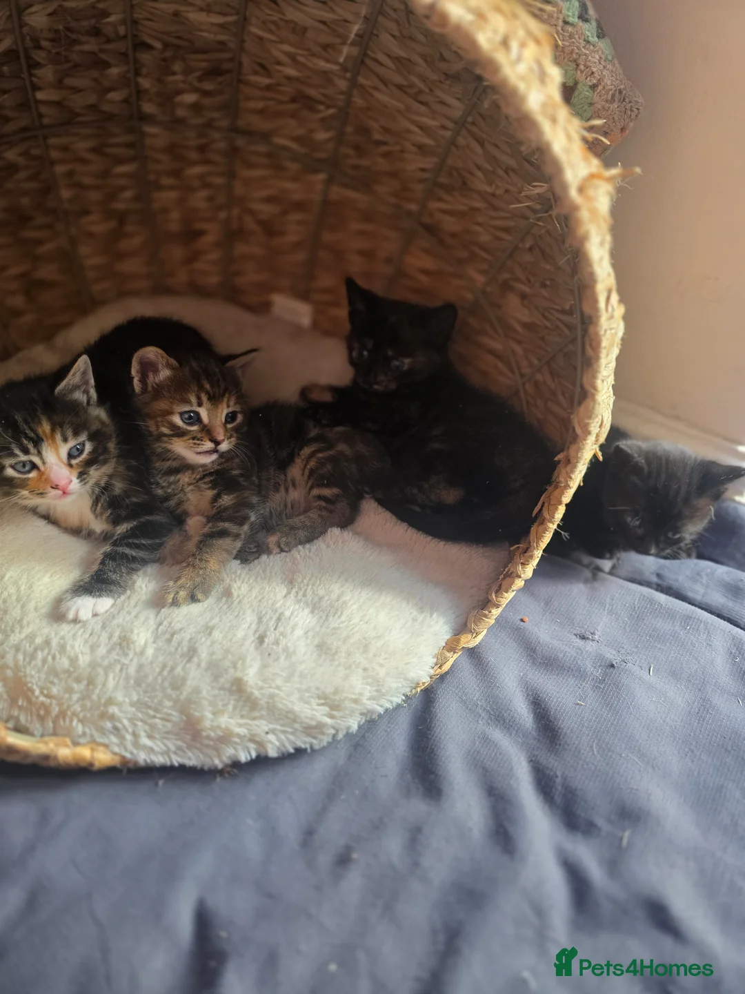 Mixed Breed cats for sale: Kittens for sale in Liphook - Advert 1