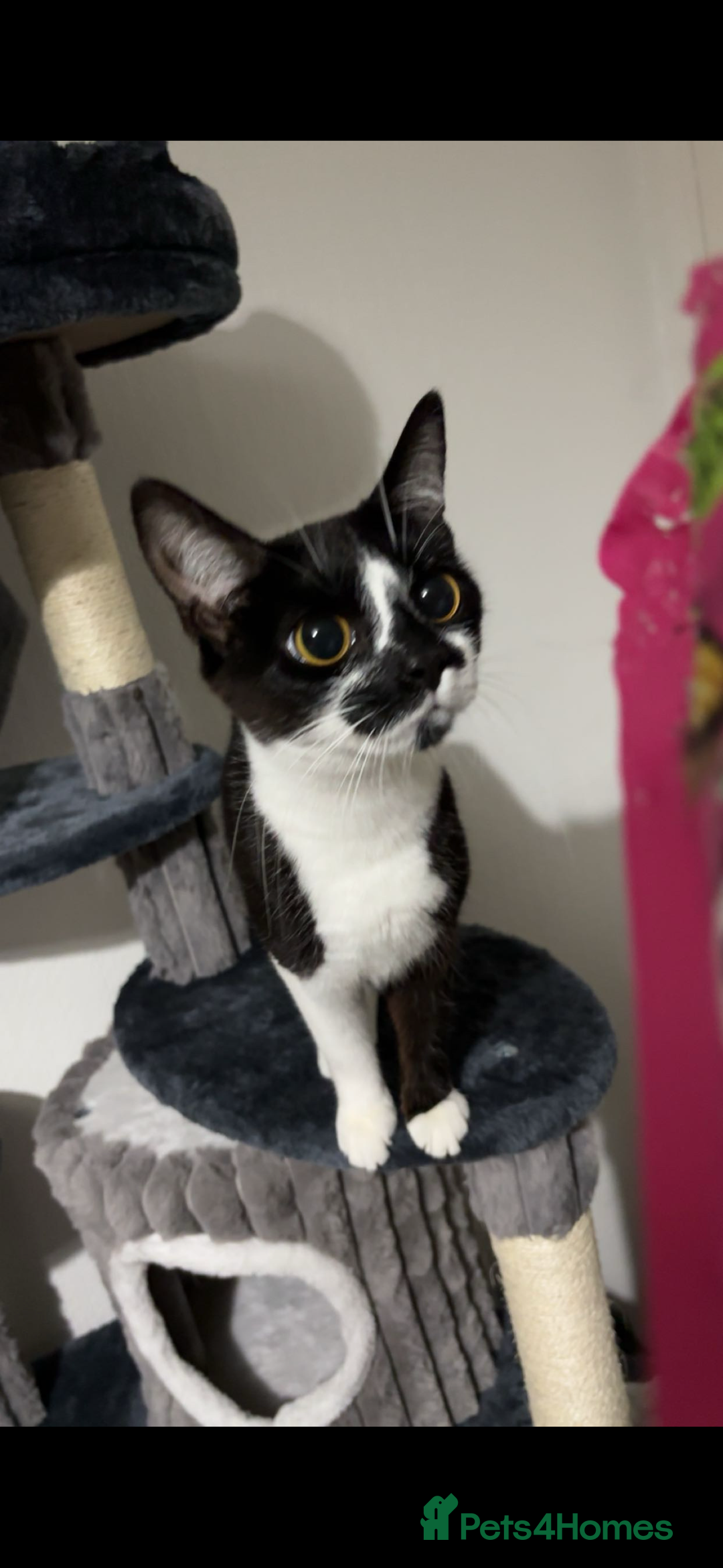 American Shorthair cats for sale: Kittens for Sale - Advert 19