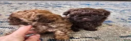 Shihpoo dogs for sale: Shihpoo pupies for sale - Advert 3