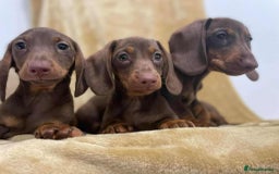 Miniature Dachshund dogs for sale: Miniature Dachshund puppies - Image 1