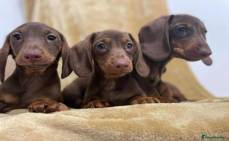 Miniature Dachshund dogs - Advert 1