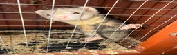 Ferret rodents for sale: FERRET KITS FOR SALE - Advert 6