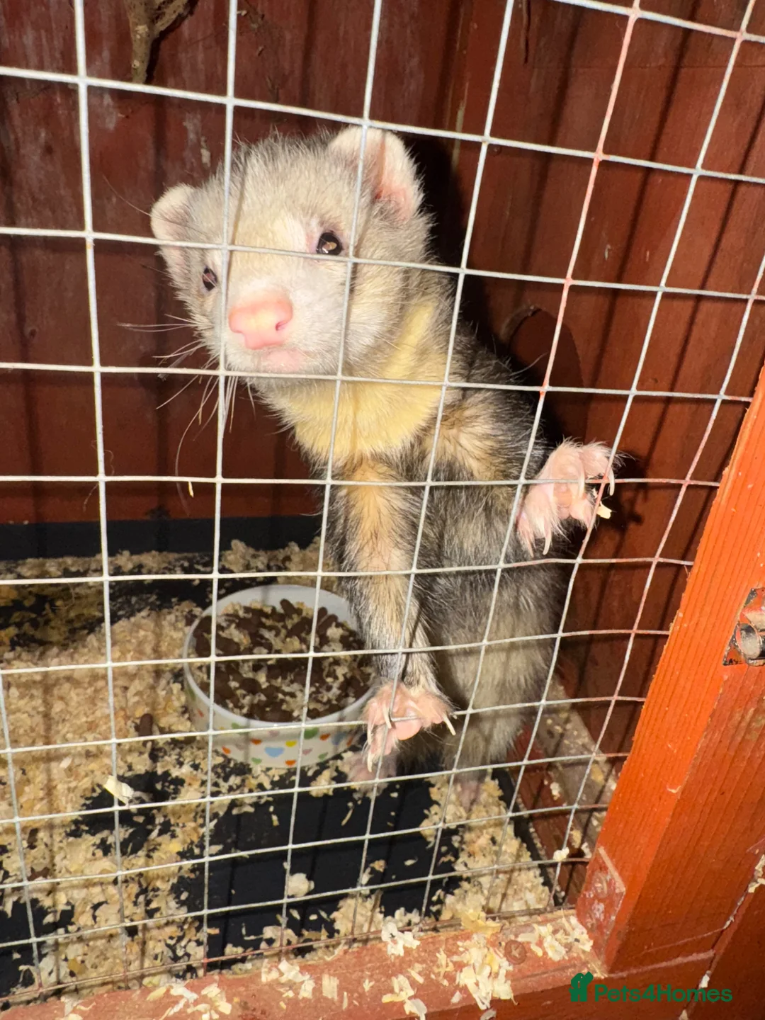 Ferret rodents for sale: FERRET KITS FOR SALE - Advert 6