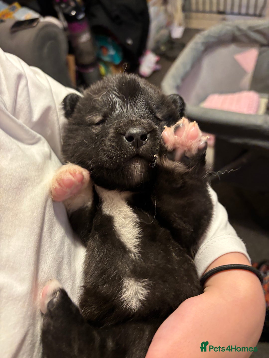 Akita dogs for sale: American Akita puppies - Advert 7