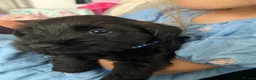 Miniature Schnauzer dogs for sale:  Miniature Schnauzer Puppies – Ready from 25th May - Advert 26