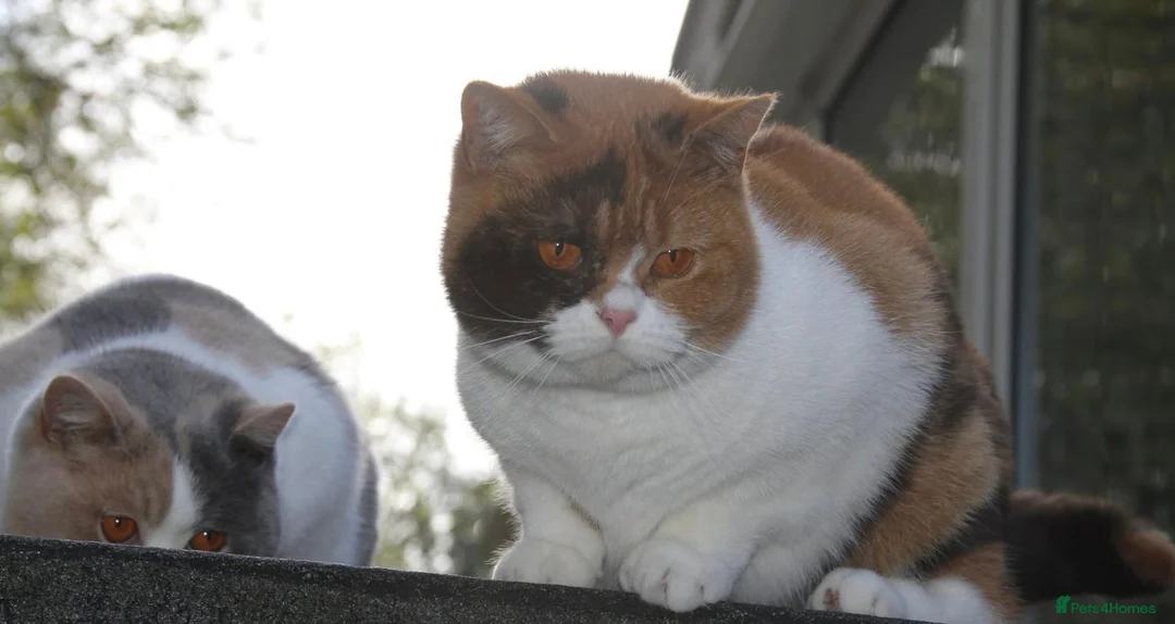 British Shorthair cats for sale: British Shorthair Kitten - Advert 2