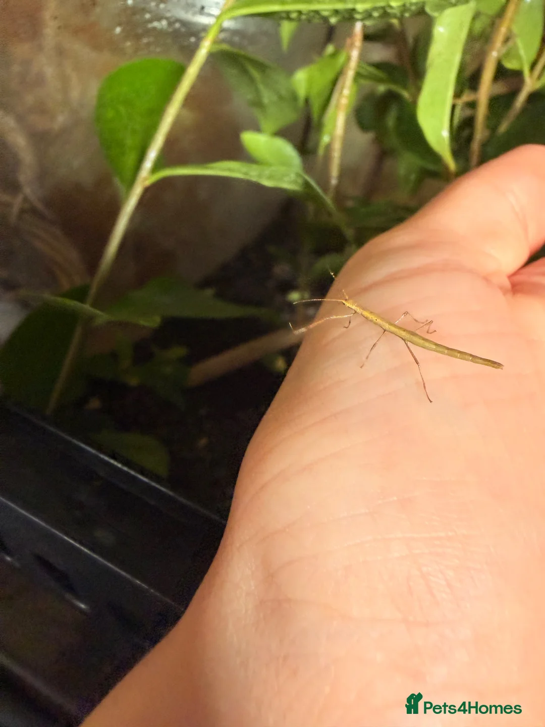 Stick Insects invertebrates for sale: Baby Indian Stick Insects  - Advert 2