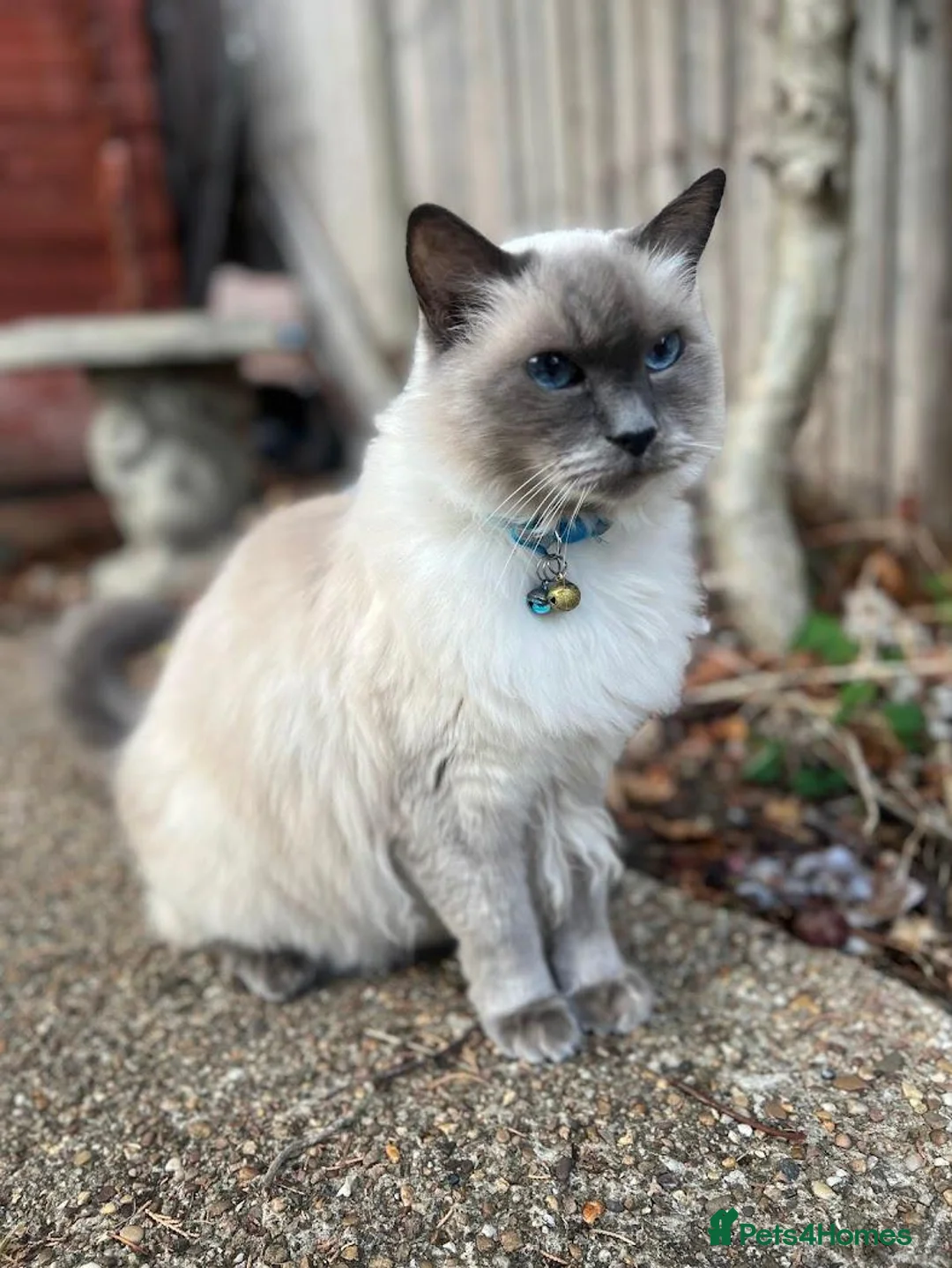 Ragdoll cats for sale: Loving home needed in Lincoln - Advert 2
