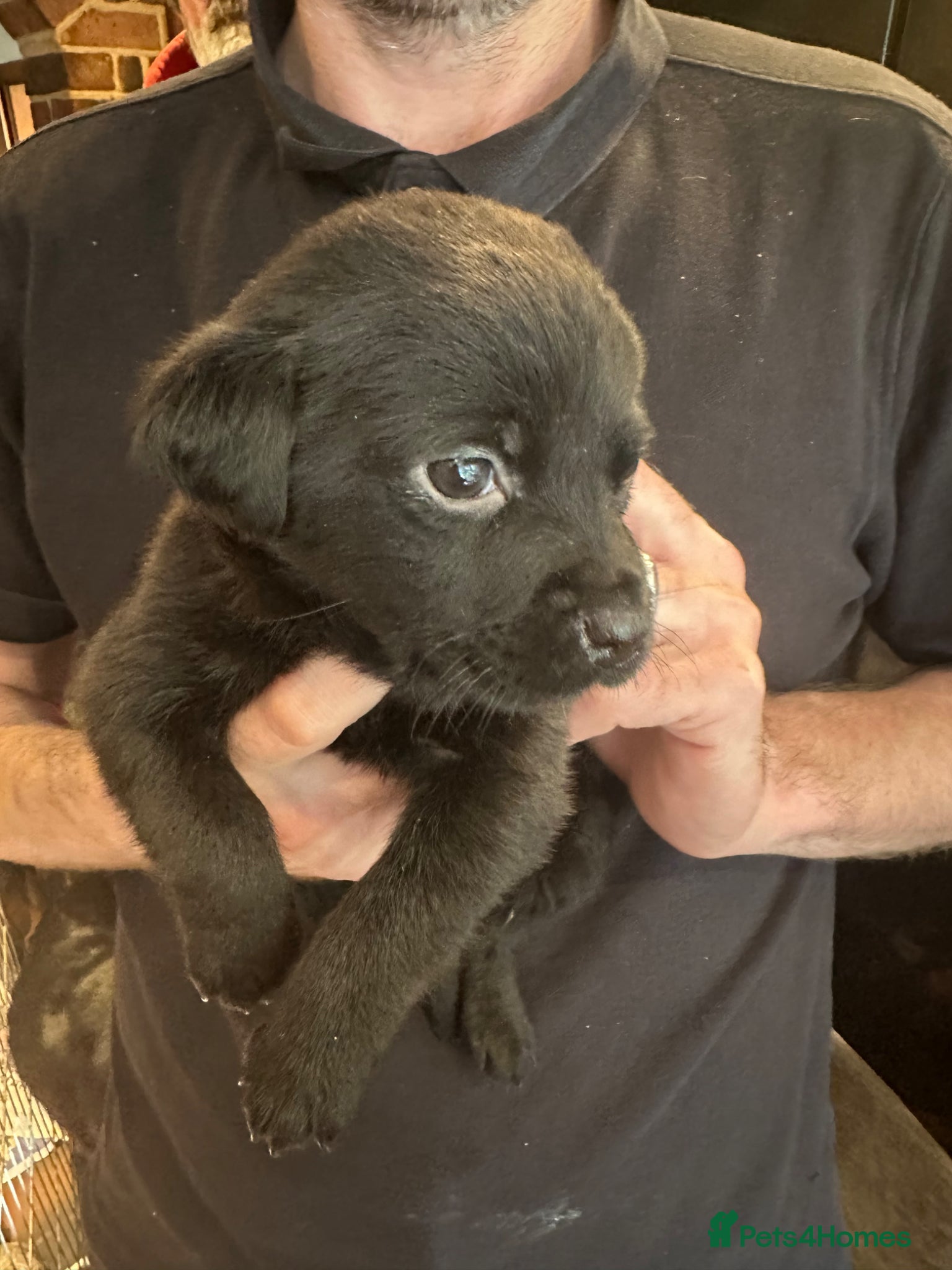 Mixed Breed dogs for sale: *1 MALE* Labrador X Rottweiler puppies for sale - Advert 1