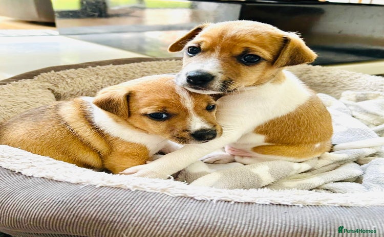 Jack Russell dogs - Advert 6