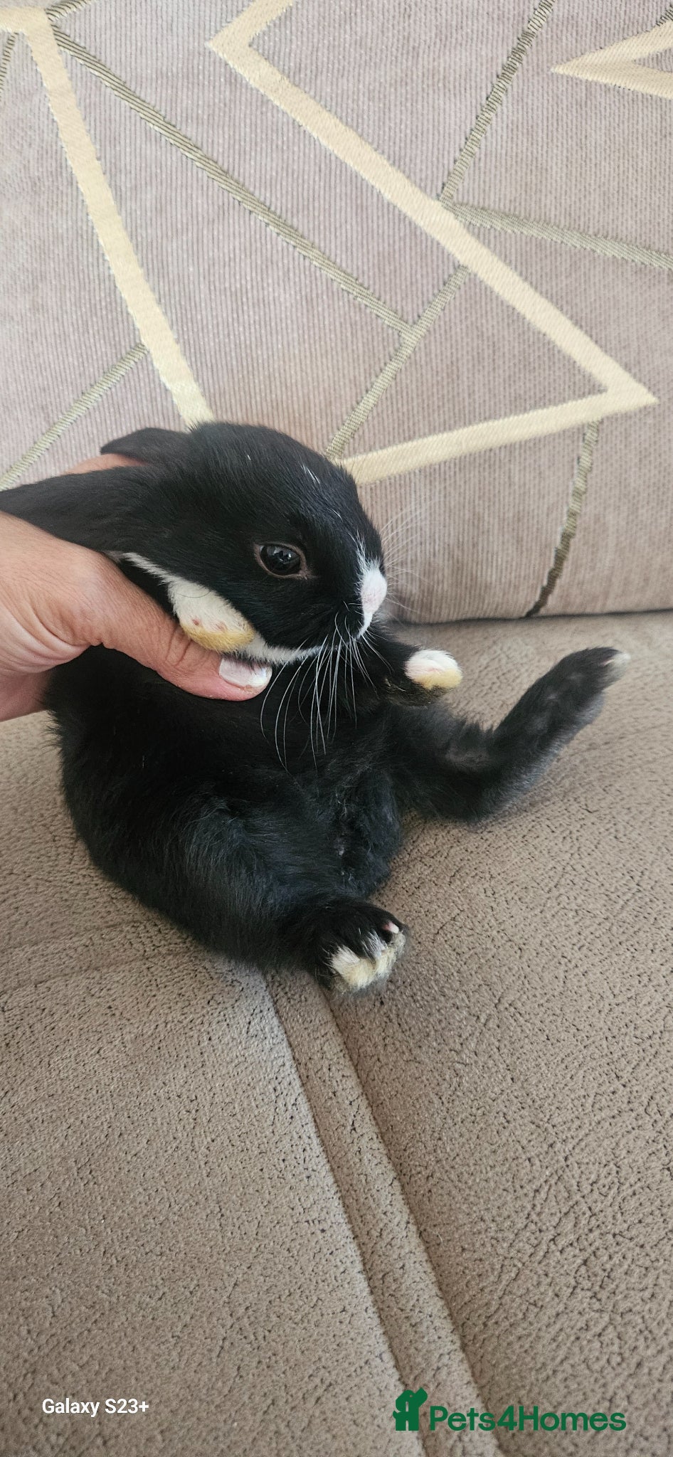 Mixed Breed rabbits They are mix rex and Dutch  - Advert 2