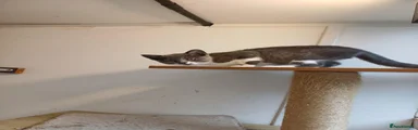 Great escape