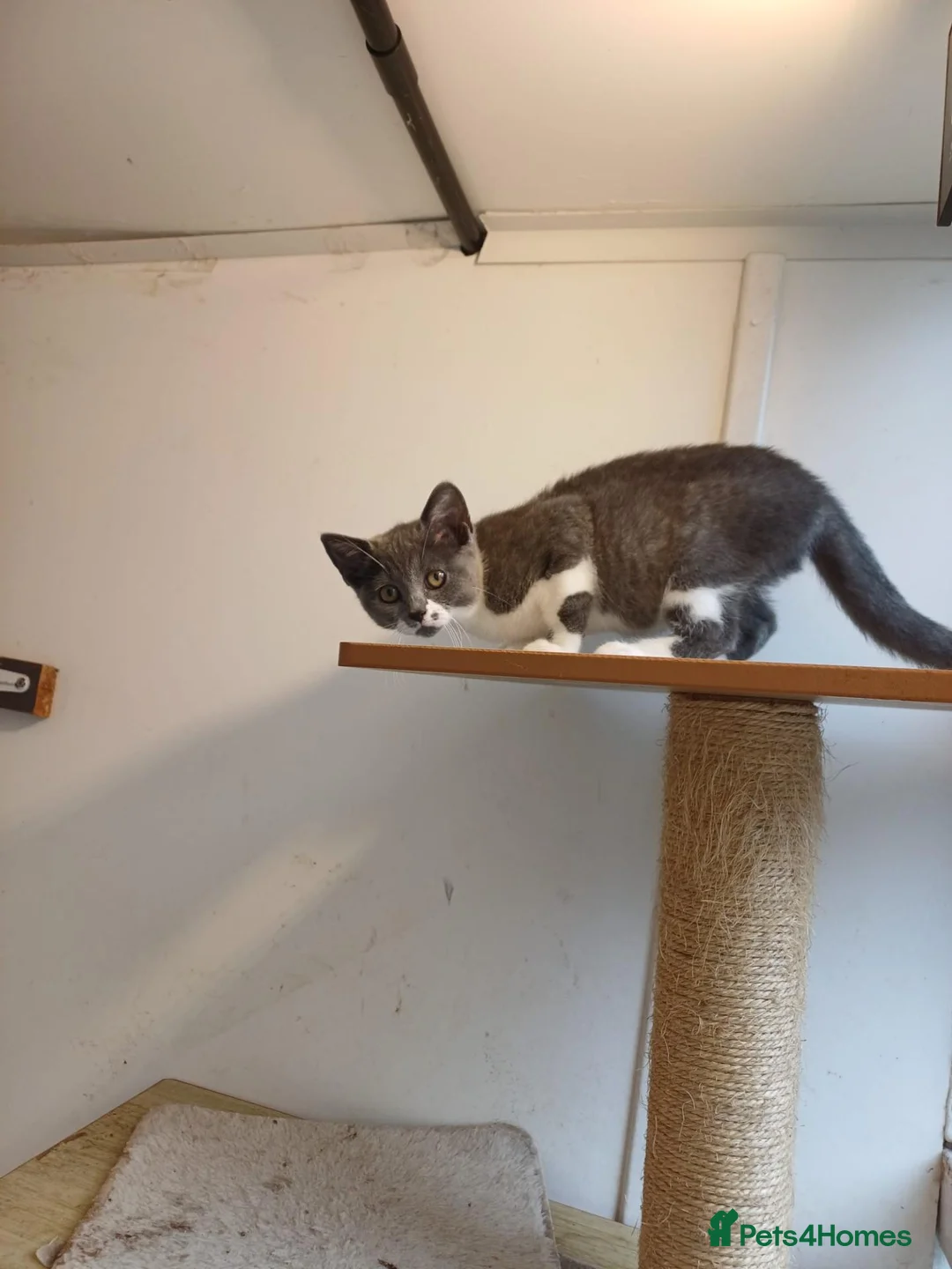 Mixed Breed cats for sale: 2 beautiful bsh kittens - Advert 2