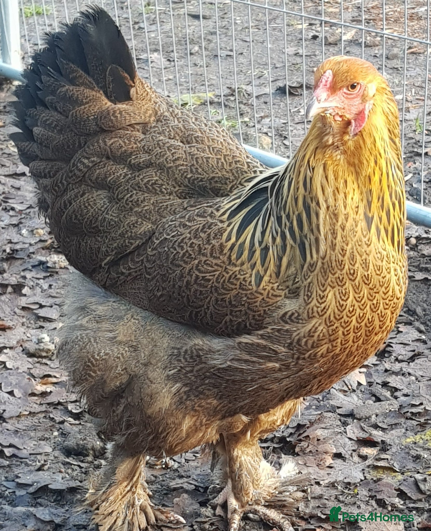 Chickens poultry Chickens for sale - variety of colours - Advert 1