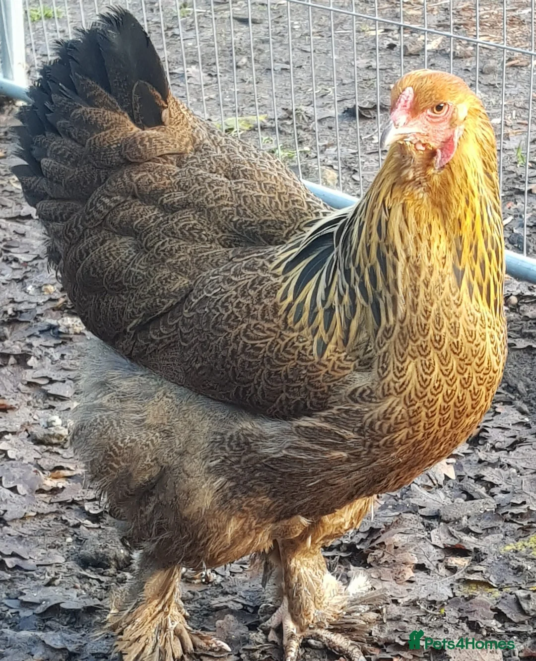 Chickens poultry for sale: Chickens for sale - variety of colours - Advert 1