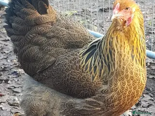 Chickens poultry for sale: Chickens for sale - variety of colours - Advert 1