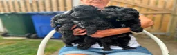 Cavapoo dogs for sale: ⭐️4 Stunning little black cavapoos⭐️ - Advert 19