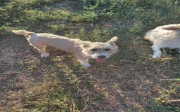 Mixed Breed dogs for adoption: A Gentle & Beautiful Girl - for a Loving Home - Image 35