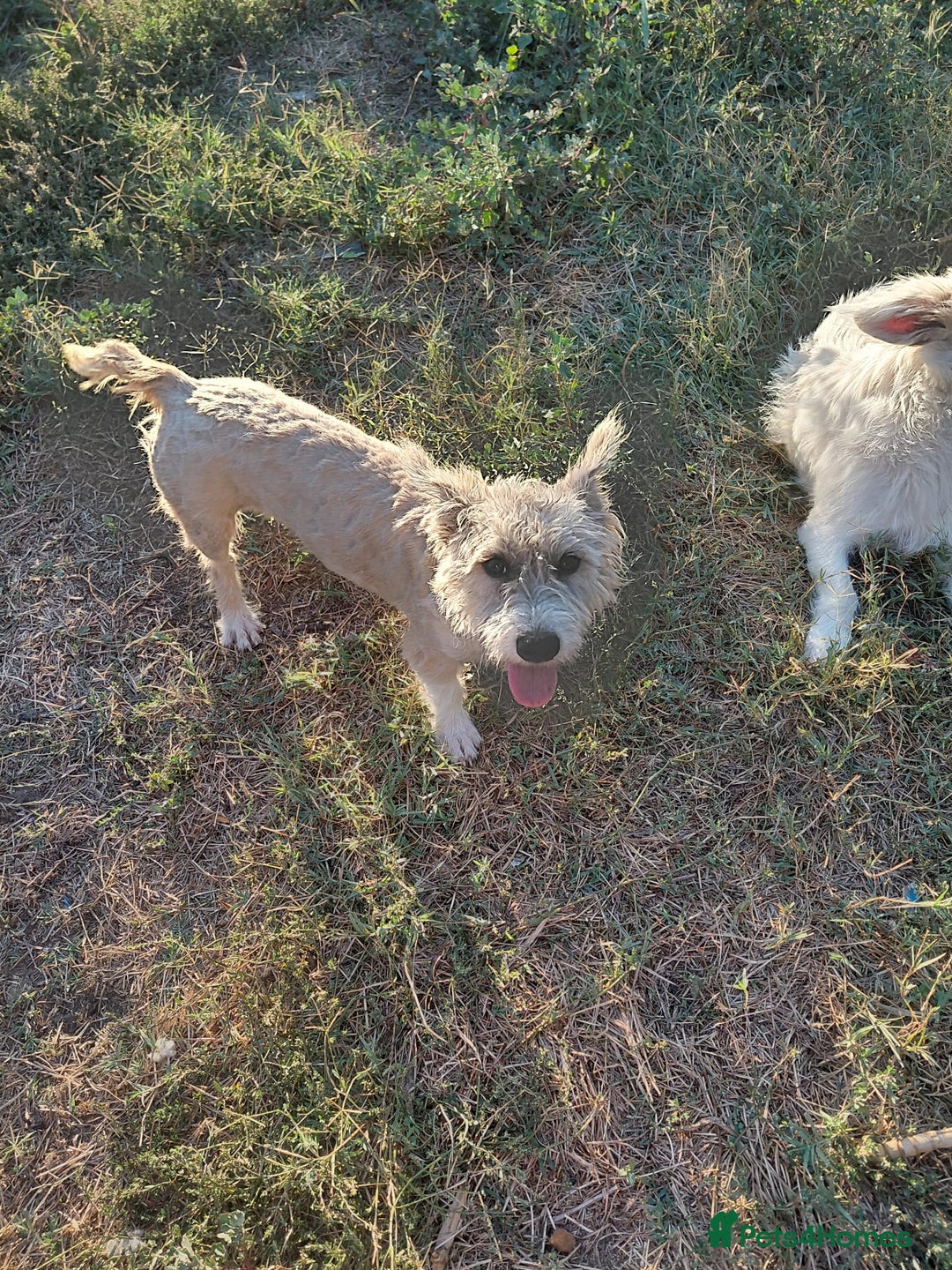 Mixed Breed dogs for adoption: A Gentle & Beautiful Girl - for a Loving Home - Image 35