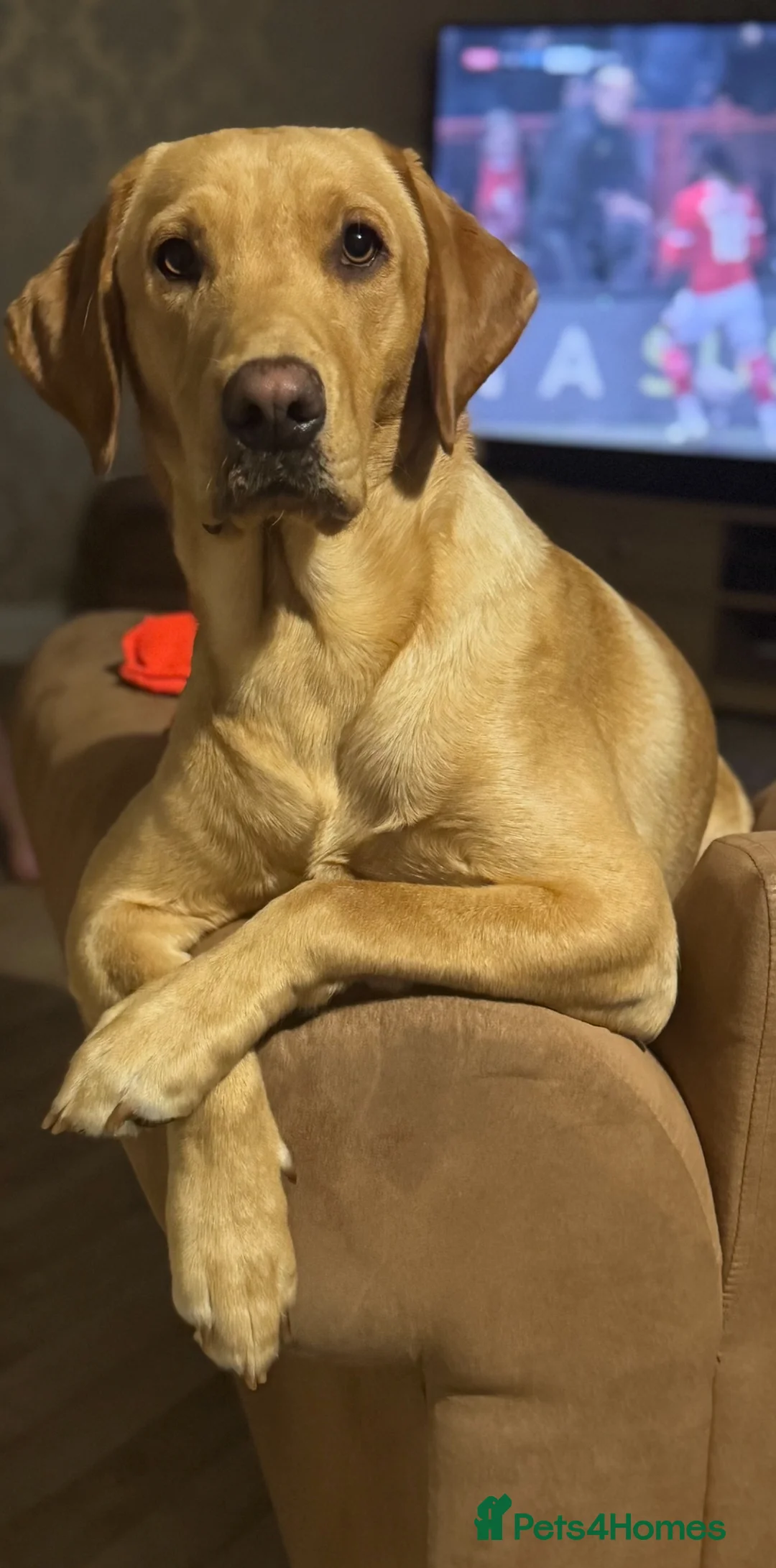 Labrador Retriever dogs for stud: KC reg fox red Labrador offered for stud - Advert 2