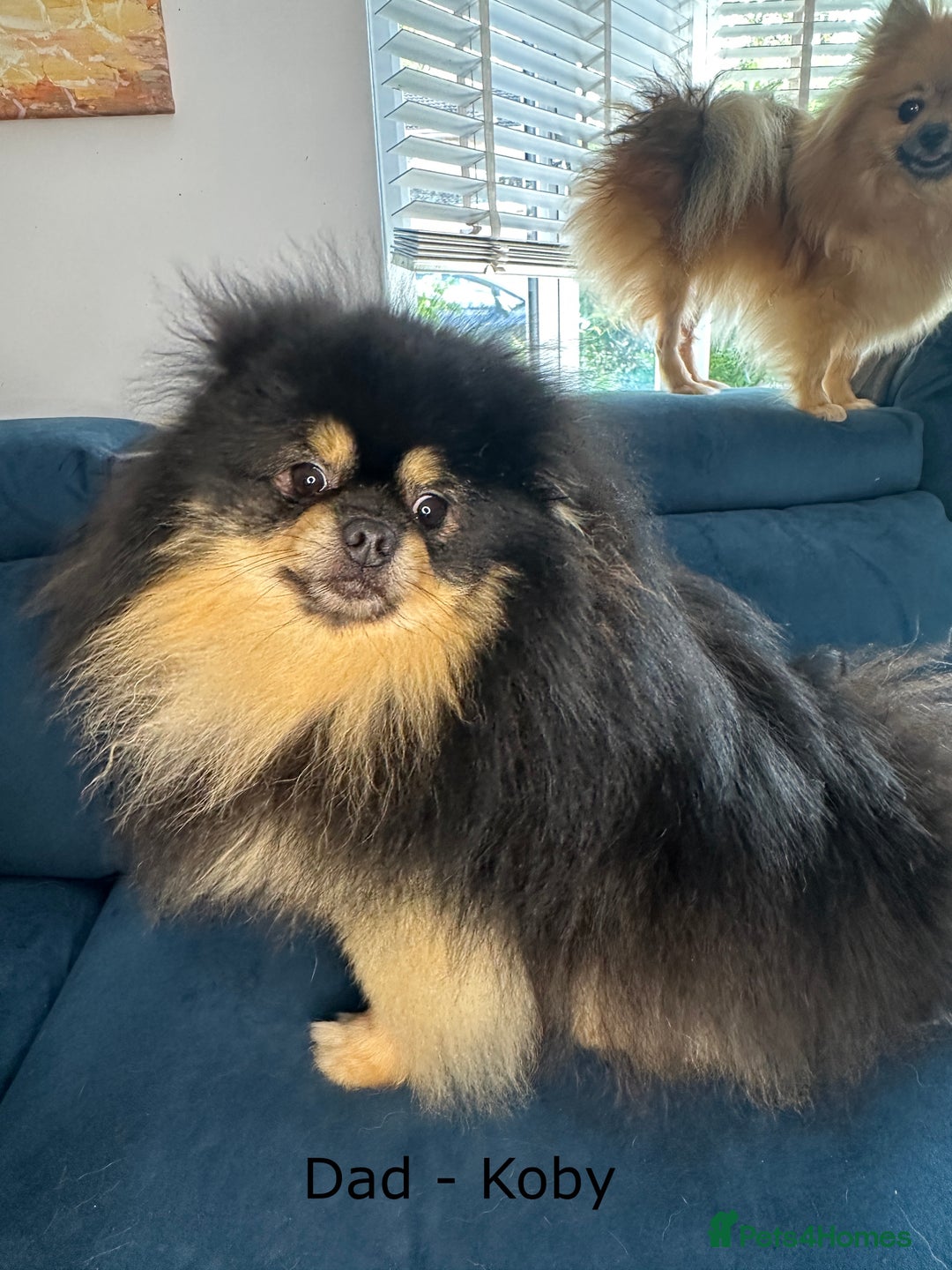 Pomeranian dogs for sale: Beautiful Poms ready 13th September - Image 4